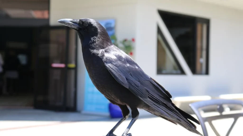 Makna di Balik Suara Burung Gagak di Pagi Hari